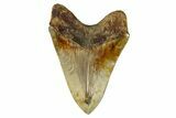 Serrated, Fossil Megalodon Tooth - Indonesia #279190-2